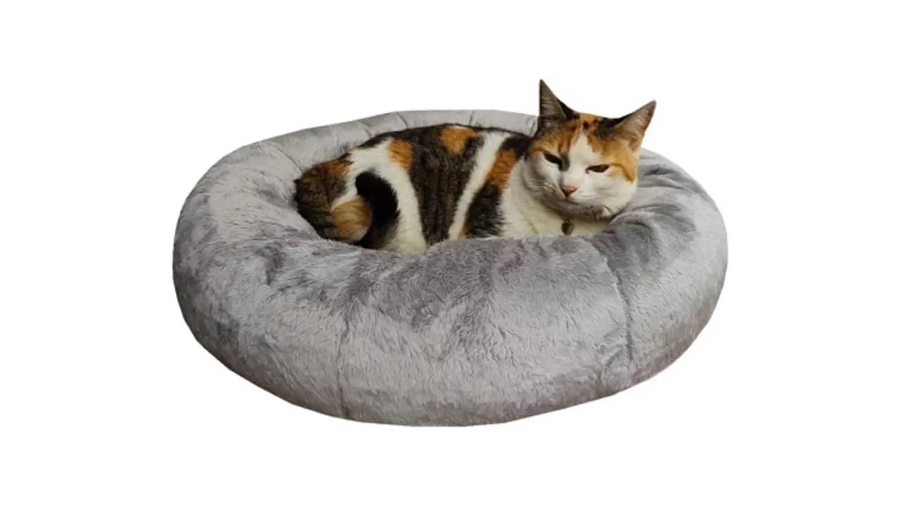 Melhor Cama para Gato: As Opções Mais Confortáveis e Aconchegantes