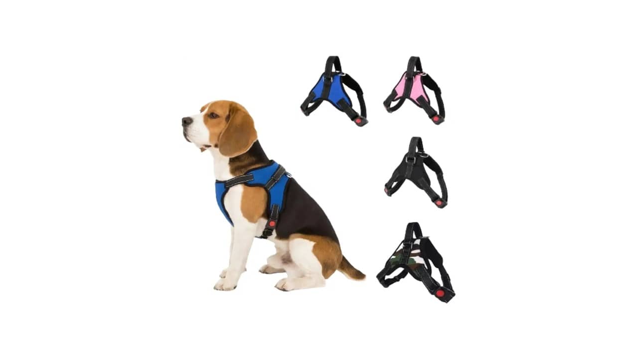 Melhor Coleira para Cachorro: Qual É a Mais Confortável e Segura?