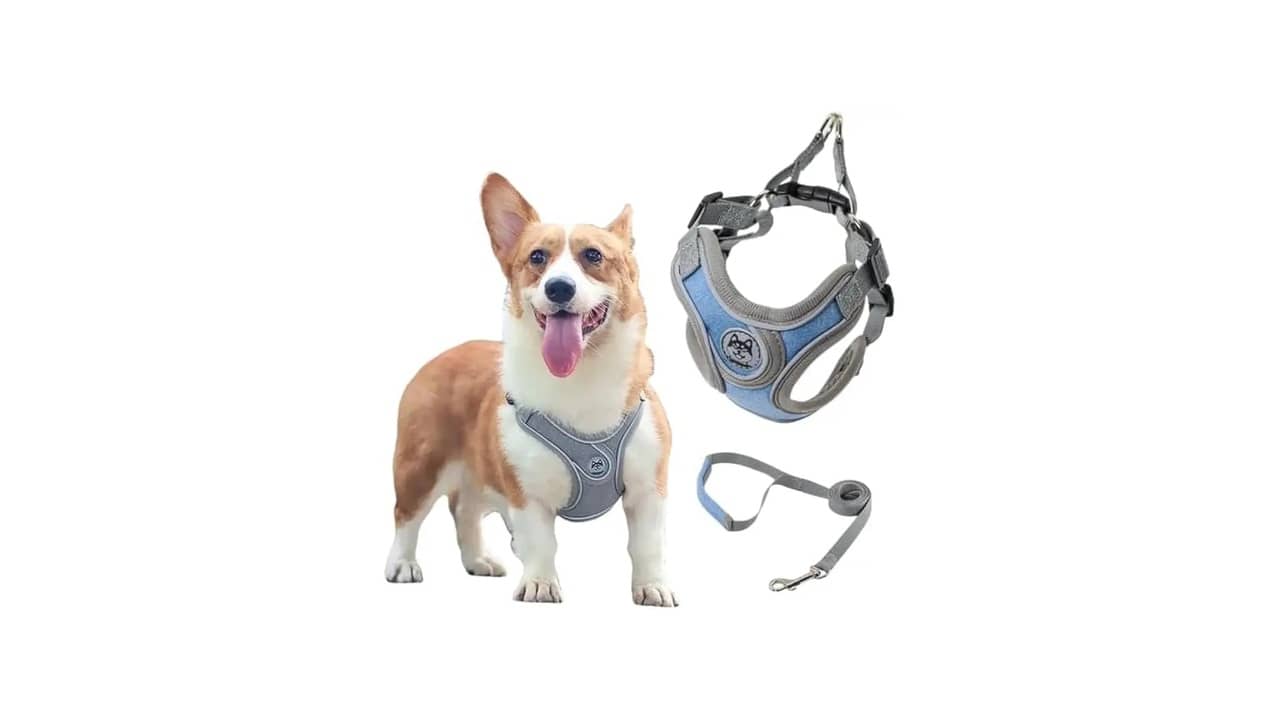 Melhor Marca de Coleira para Cachorro: Conforto, Resistência e Identificação