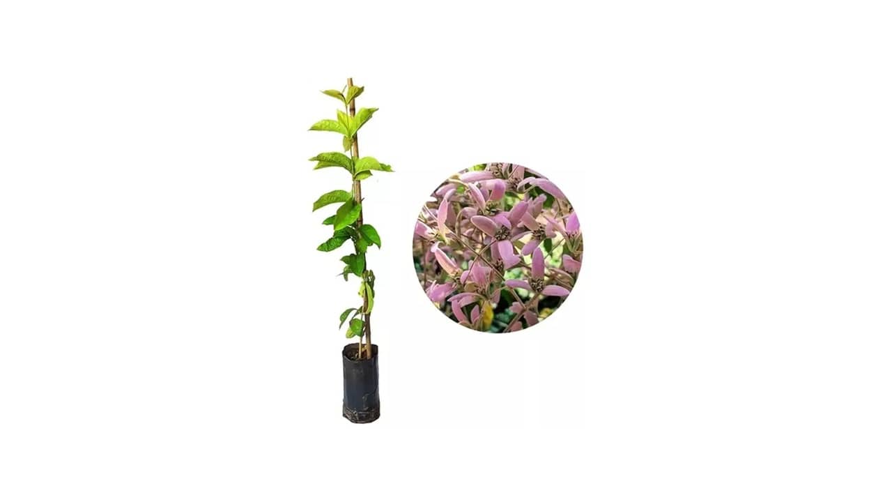 Melhor Trepadeira para Pergolado: As 10 Plantas e Correntes Mais Recomendadas