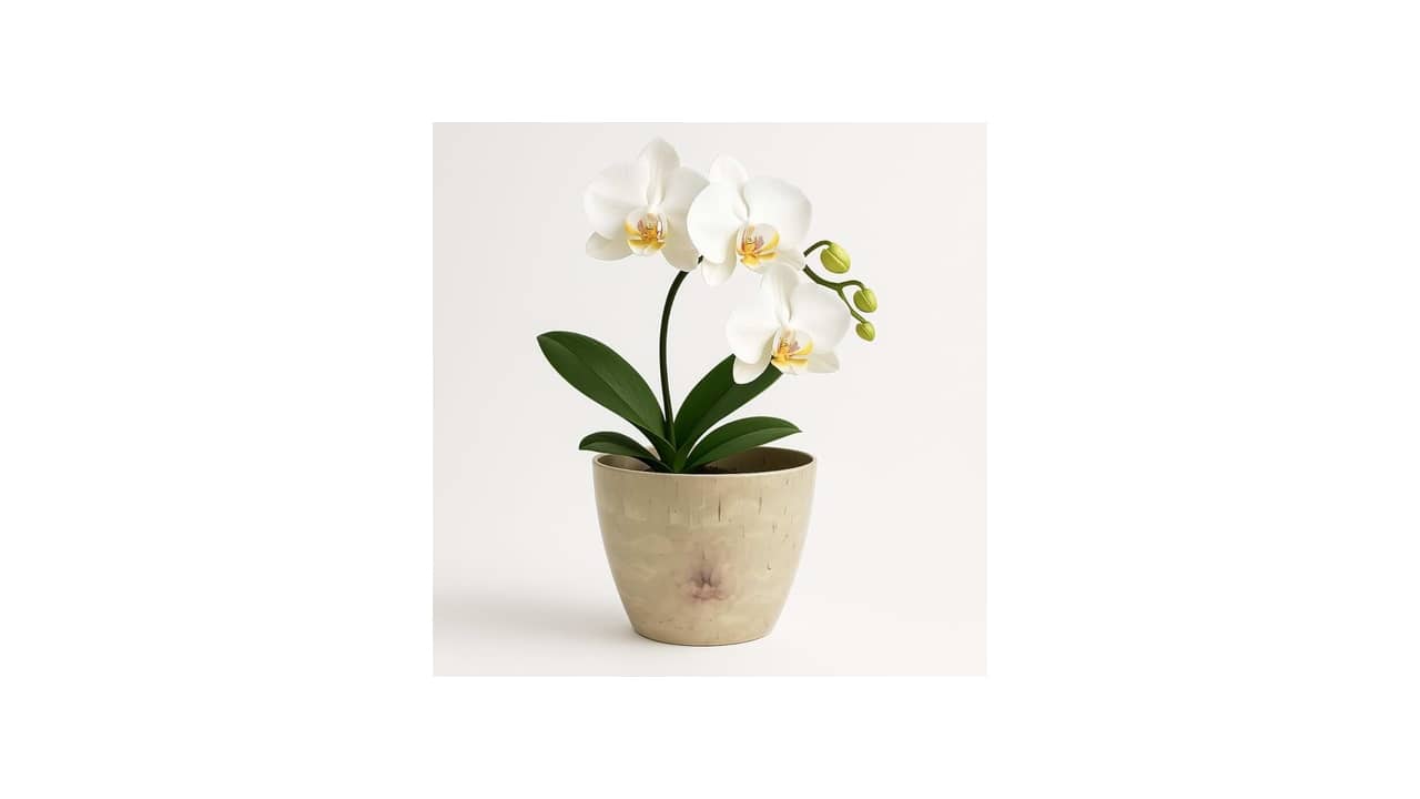 Melhor Vaso para Orquídea: Estilo e Funcionalidade