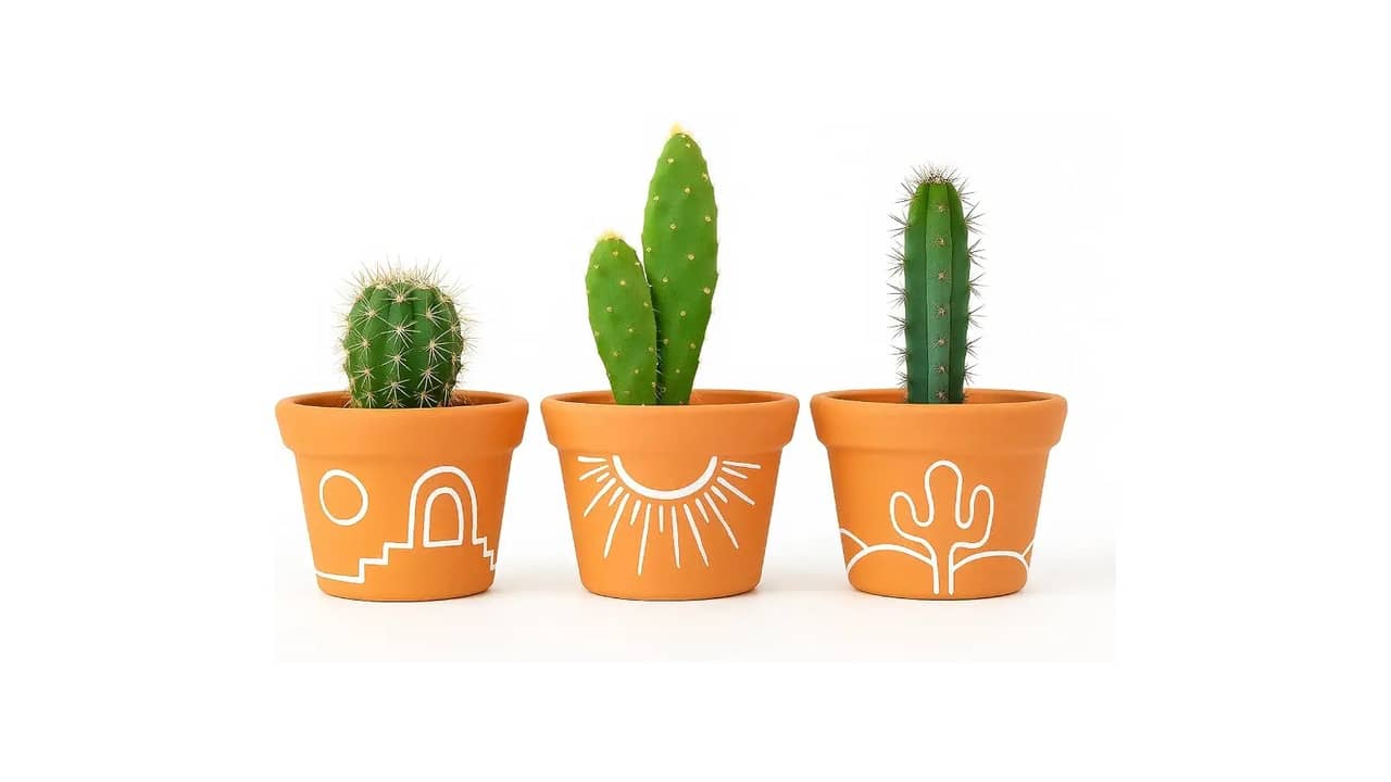 Melhor Vaso para Suculenta: 10 Opções de Design e Drenagem
