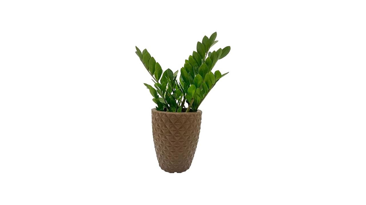 Melhor Vaso para Zamioculca: Análise de 9 Opções Decorativas e Resistentes